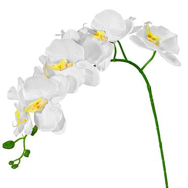 Producto Amazon Orquidea Plástico